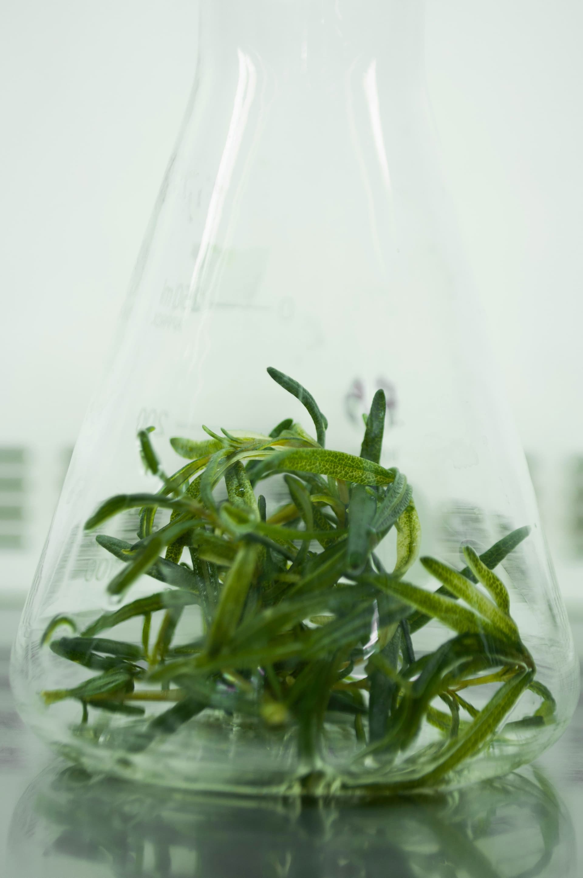 Australian plants prepared for export
