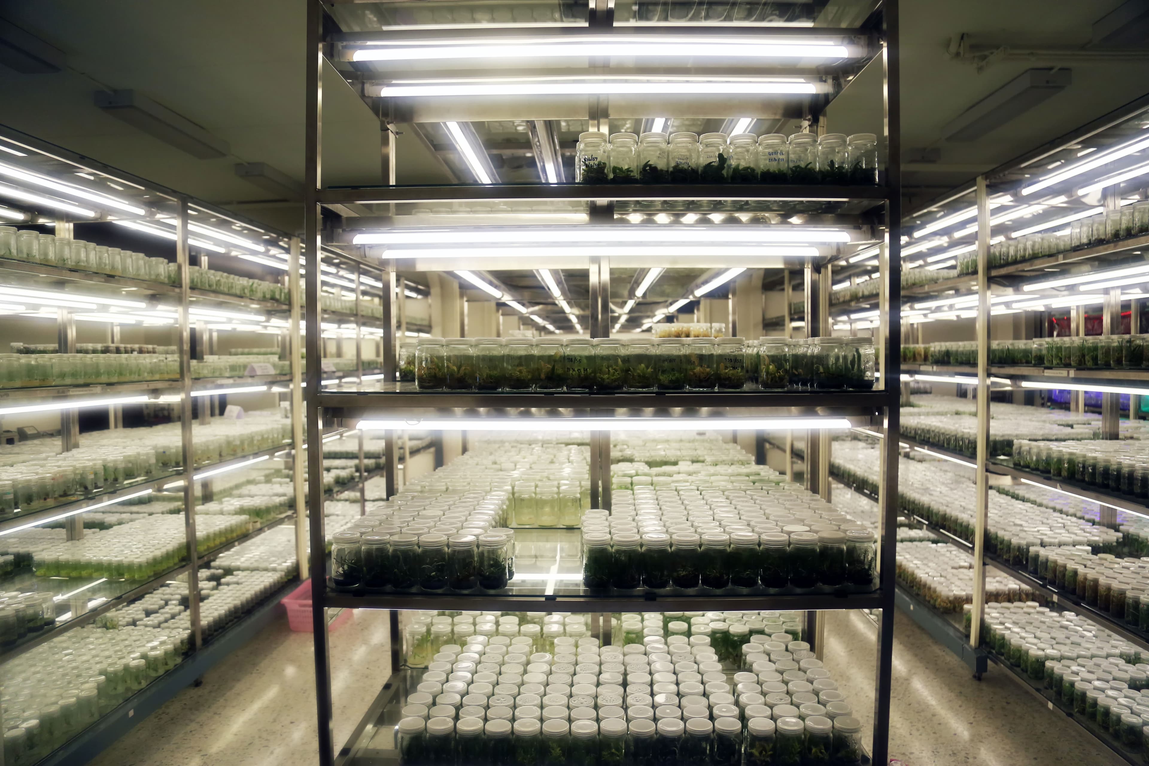 Global Trade: Exporting Australian Plants