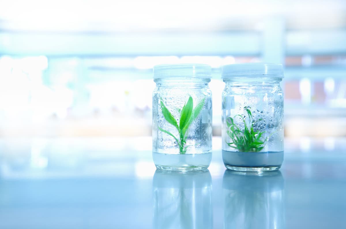 Advanced Tissue Culture