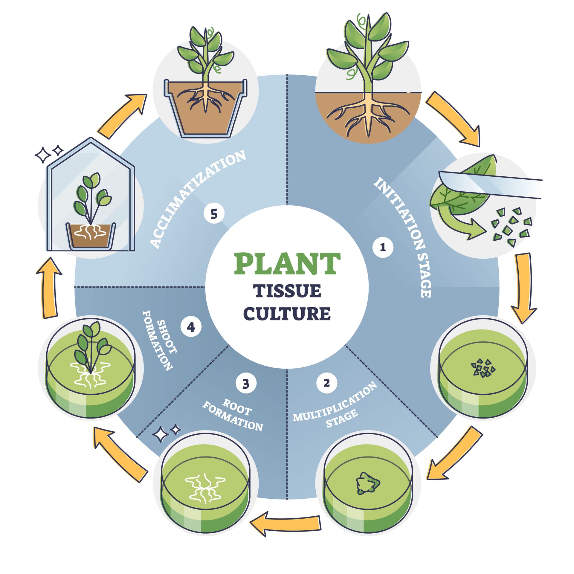 Plant Tissue Culture Process