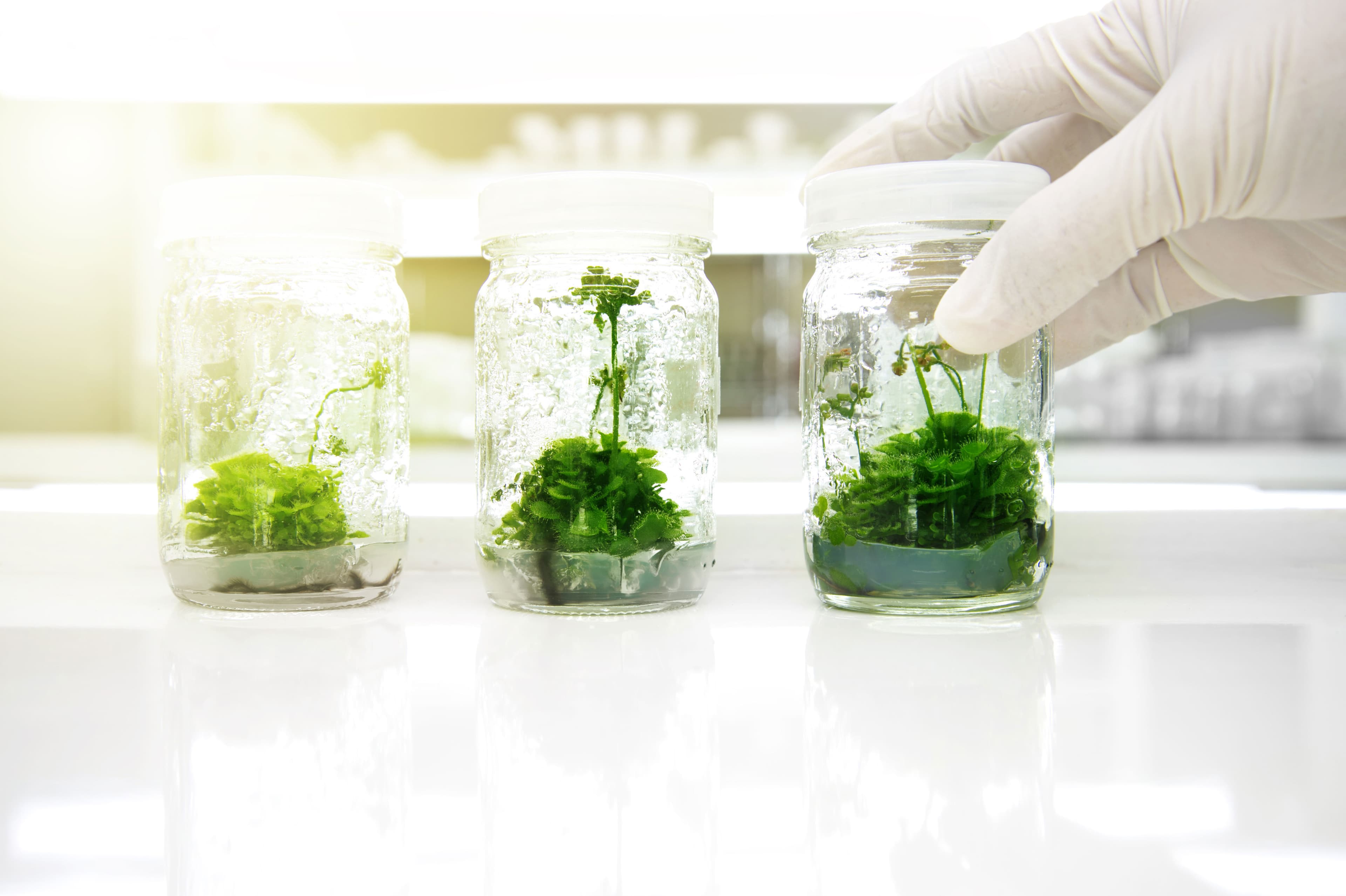 Innovative Techniques in Tissue Culture