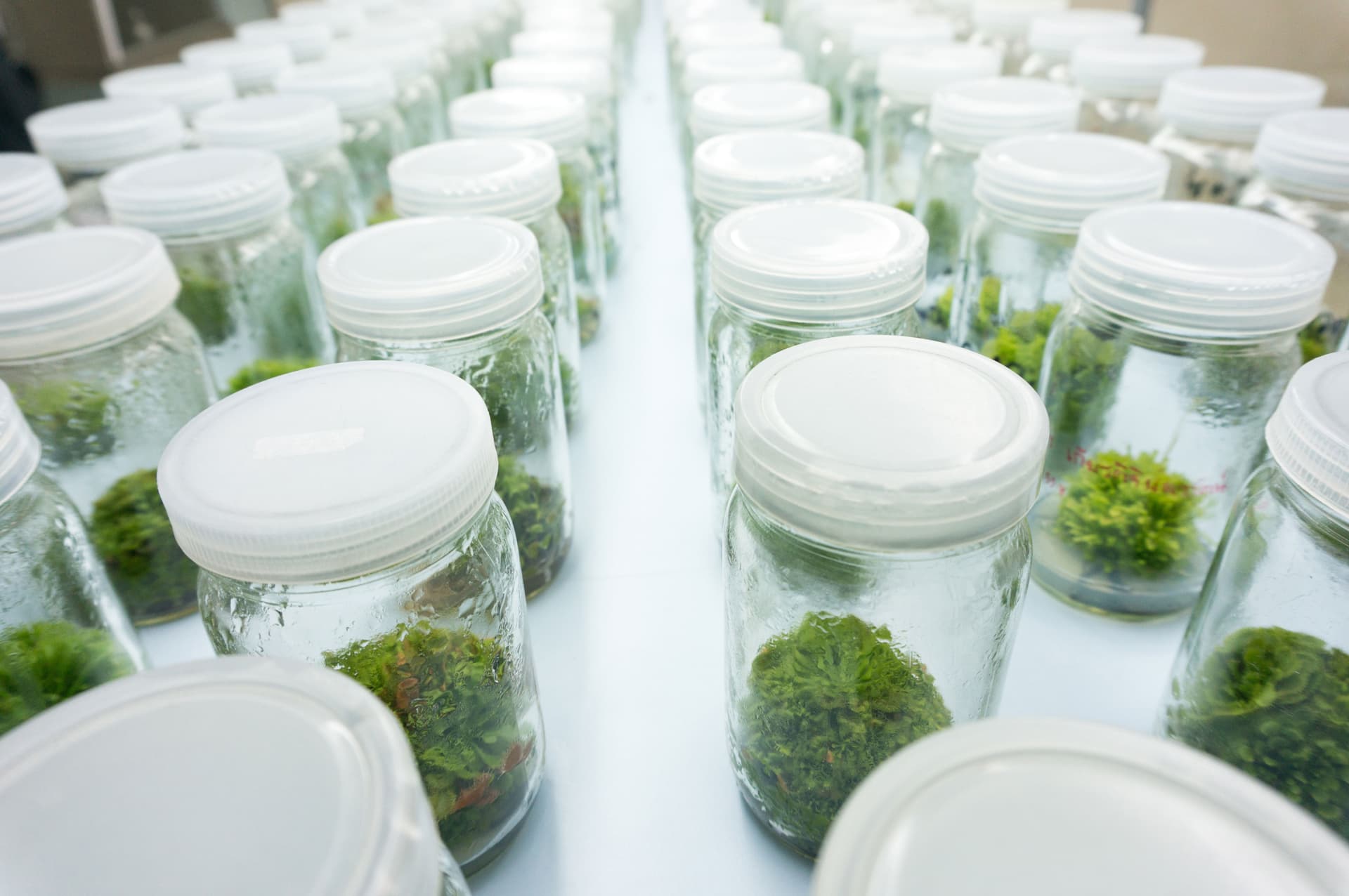 Sustainable Plant Production