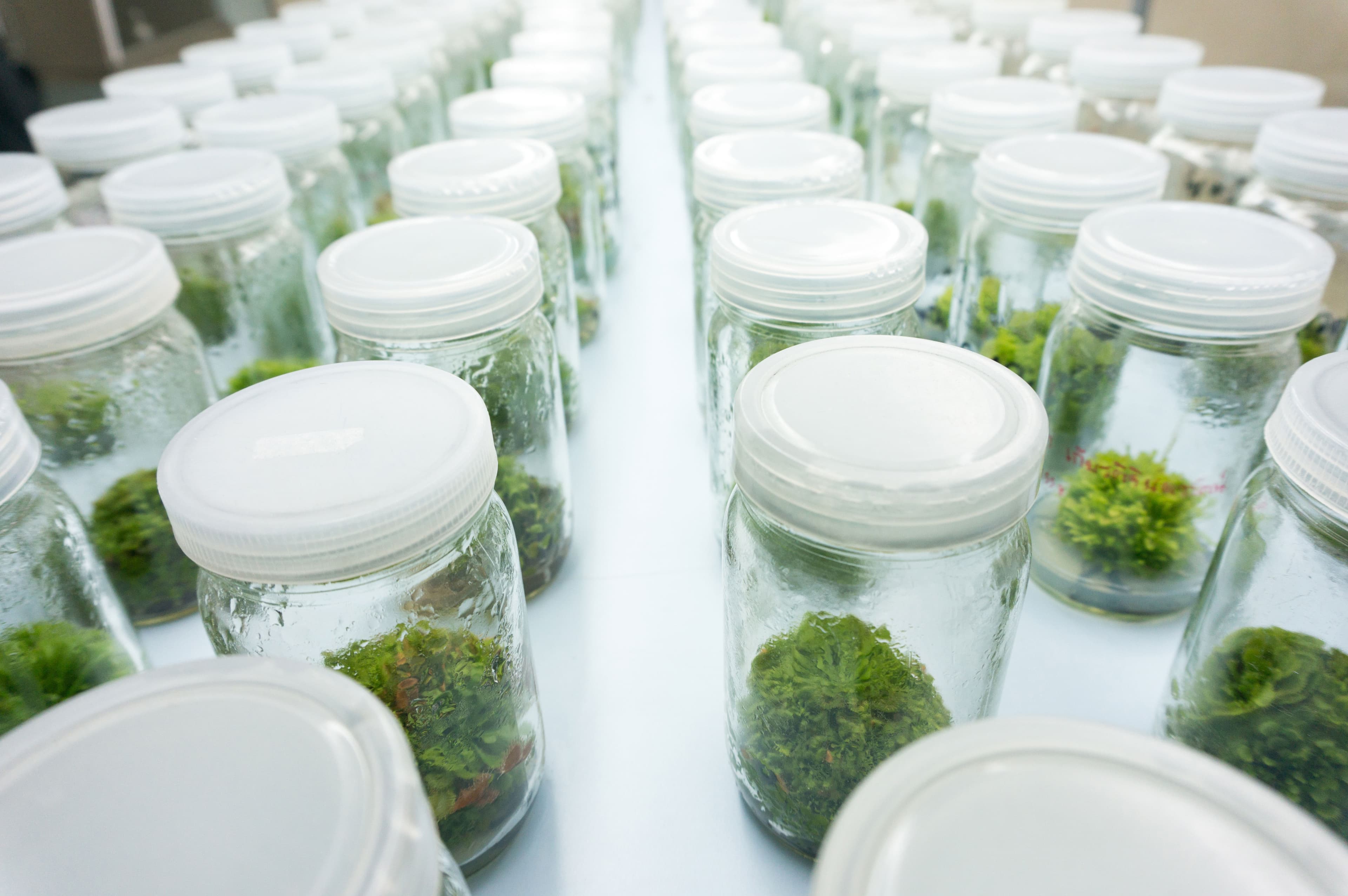 The Future of Plant Tissue Culture