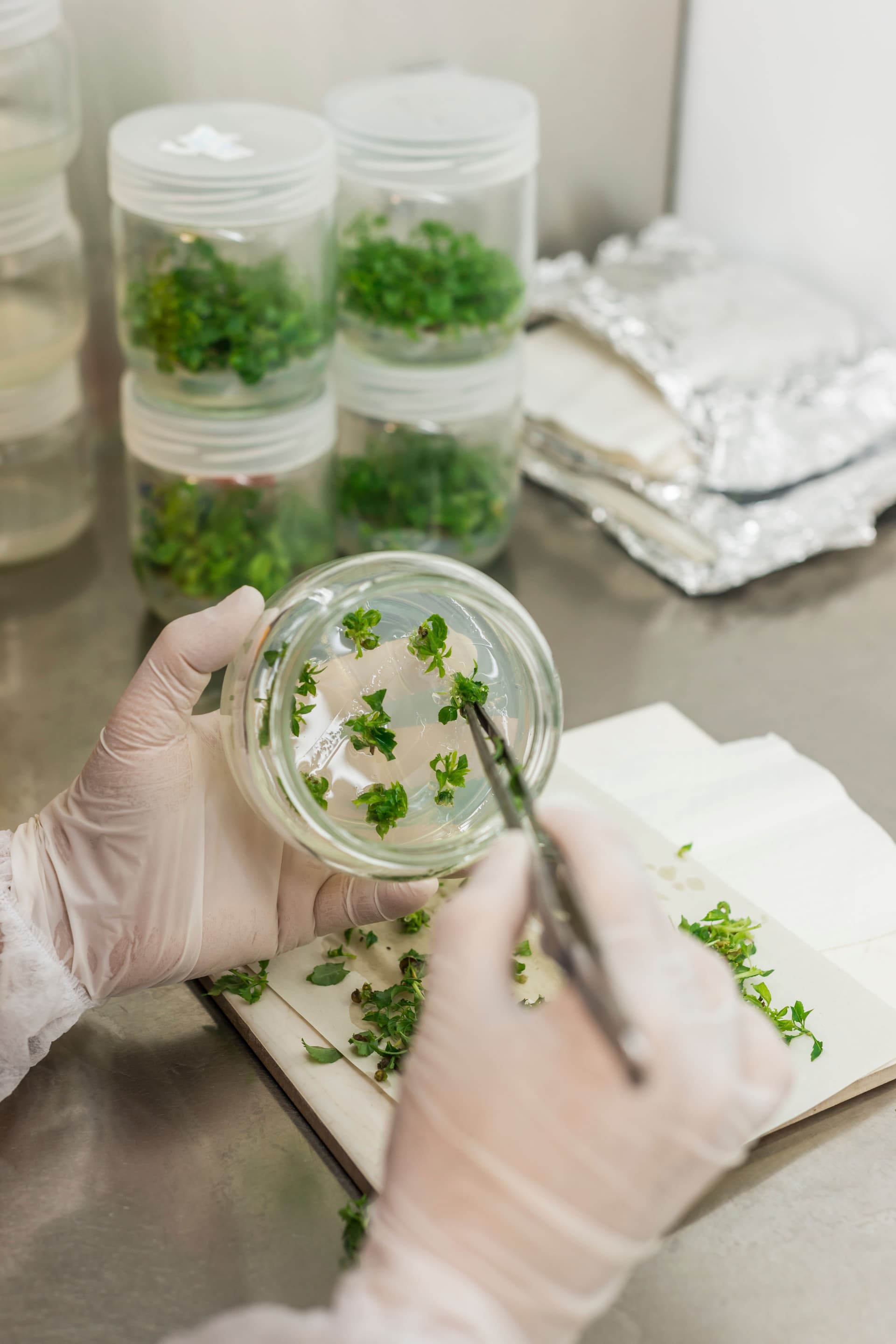 Tissue Culture Process