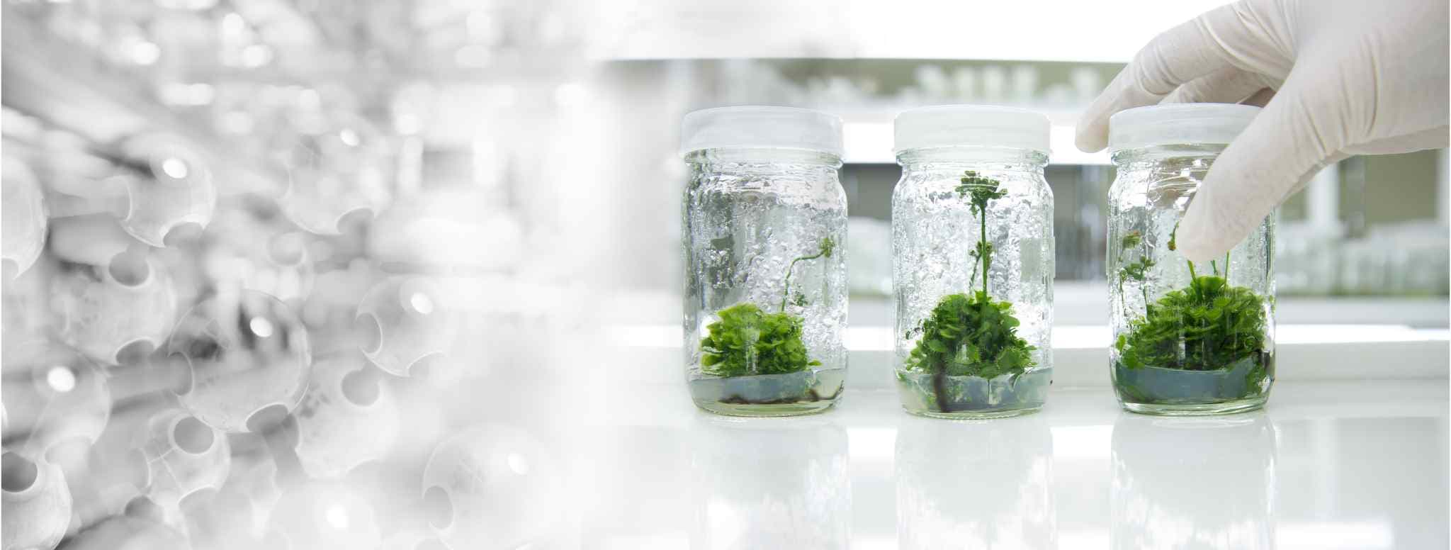 Tissue Culture Lab